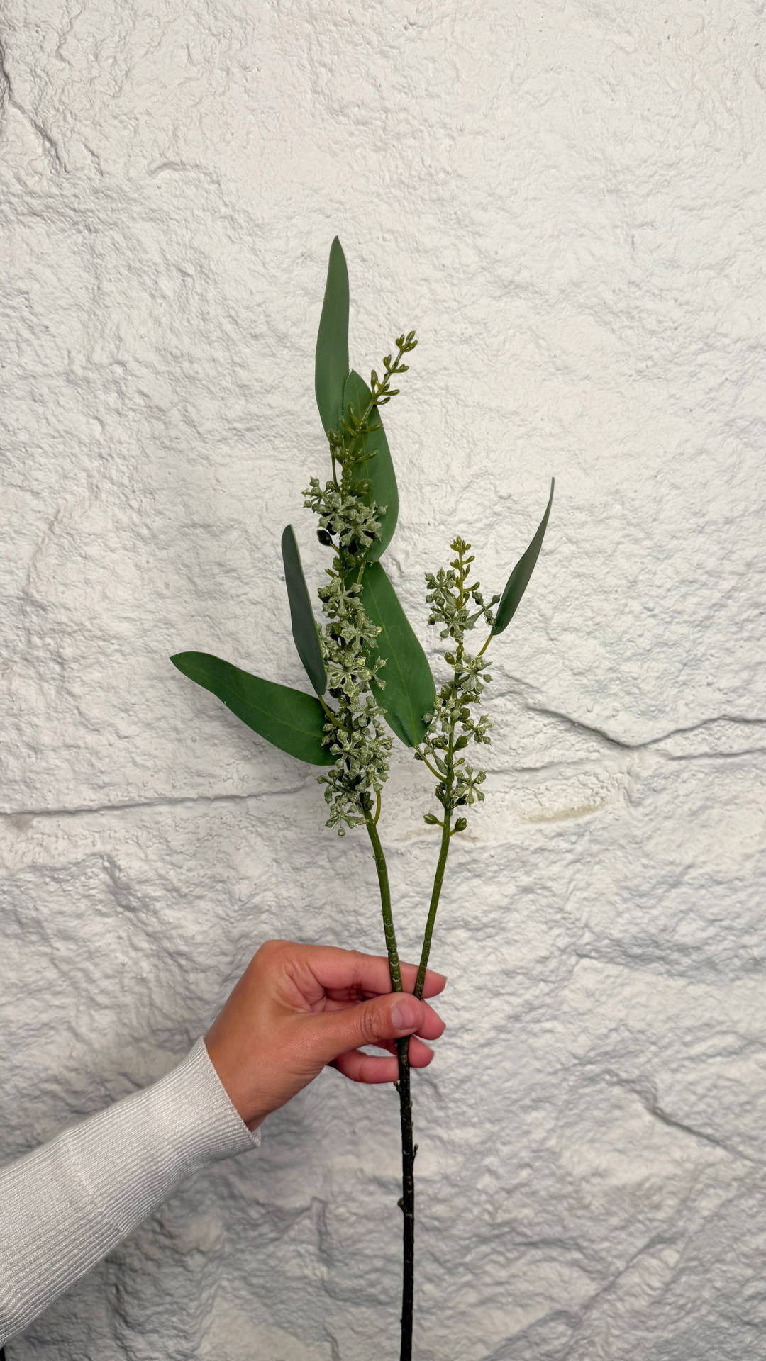 EUCALYPTUS STEM WITH SEEDS